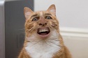 Benutzeravatar