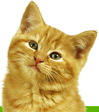 katze_start.jpg